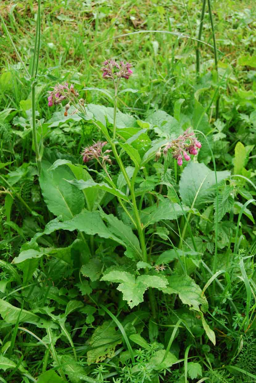 Symphytum officinale / Consolida maggiore